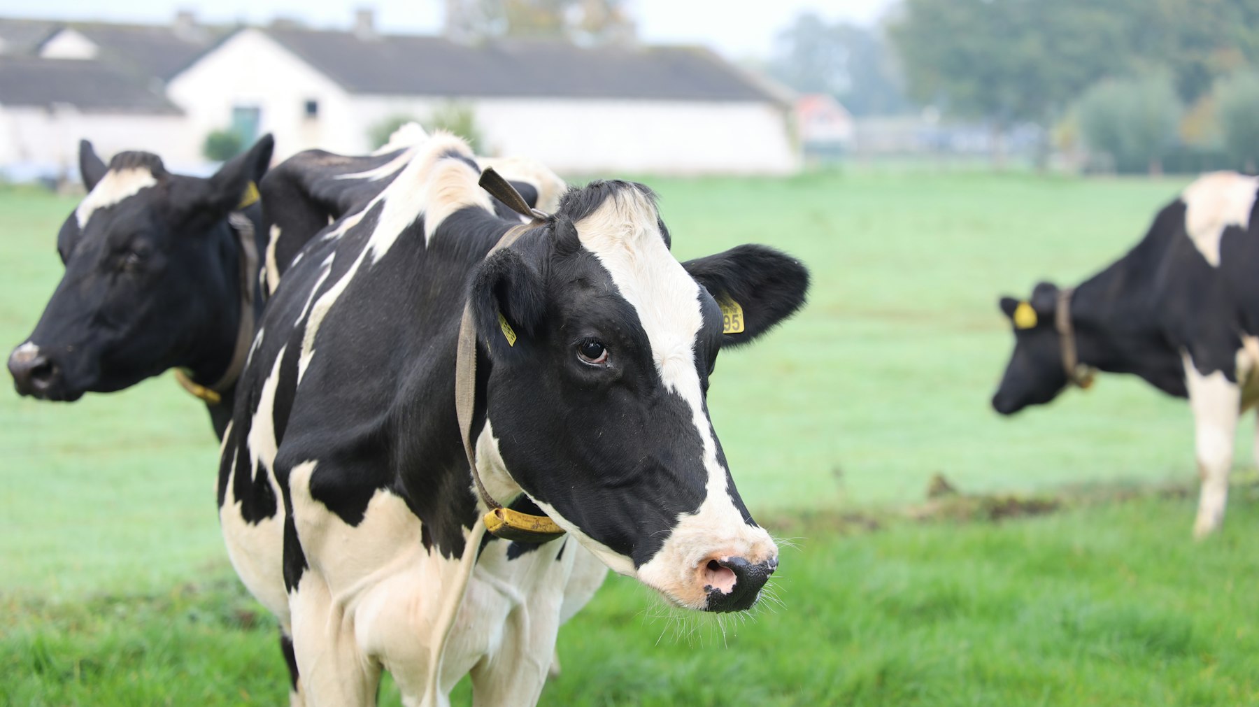 Dairy cattle on a certified partner farm in Türkiye